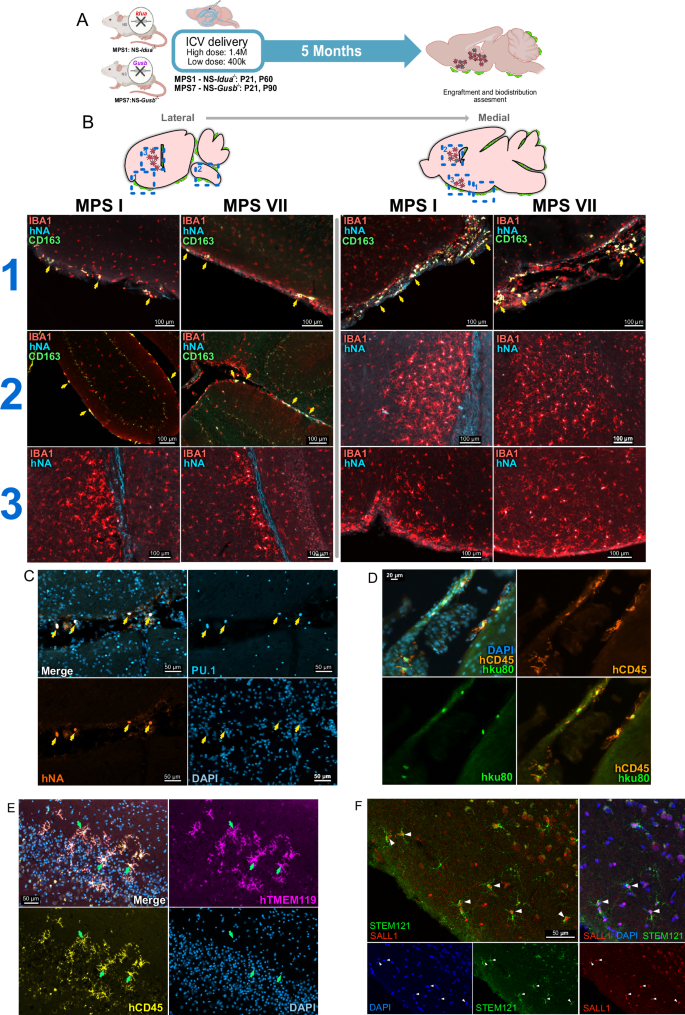 Fig. 4: MG01 engraft throughout the brain of MPS mouse models after ICV delivery and express niche-specific markers.