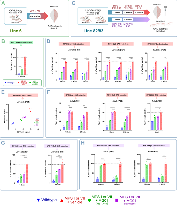 Fig. 5: MG01 prevents GAG accumulation in the CNS of MPS I and MPS VII mouse models at 1-, 5- or 8-months post-treatment.