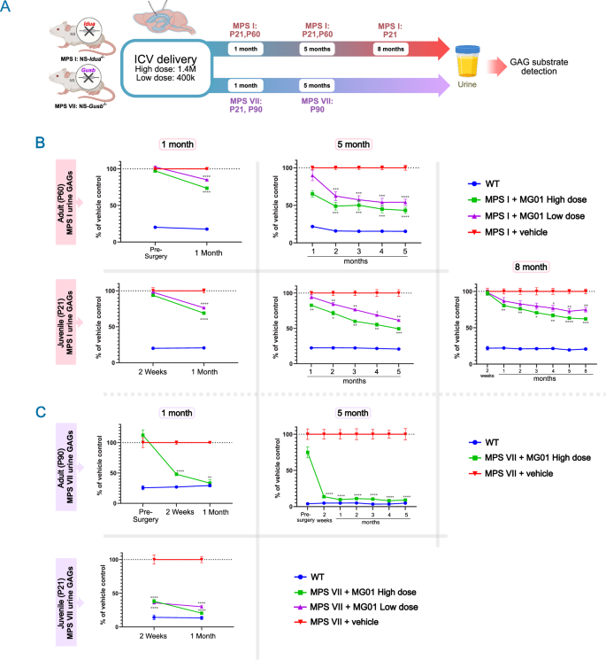 Fig. 6: MG01 prevents GAG accumulation in urine of MPS I and MPS VII mice.