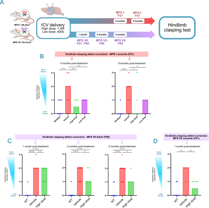 Fig. 7: MG01 prevents ataxia defect in MPS I and MPS VII mice.