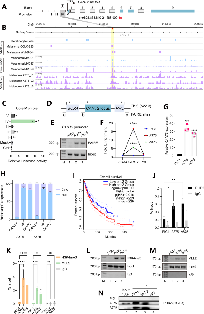 Fig. 1: PHB2 is recruited to the open chromatin to initiate the transcription of lncRNA CANT2 at the chr6p22.3 locus.