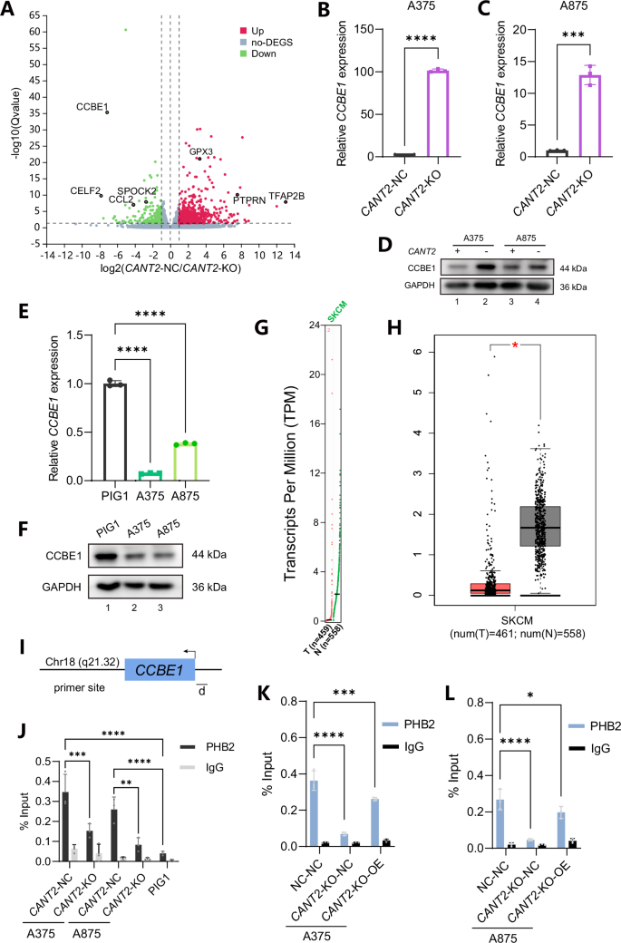 Fig. 4: PHB2 regulates CCBE1 as its target in melanoma.
