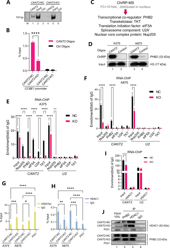 Fig. 5: CANT2 and HDAC1 are recruited by PHB2 to repress the transcription of CCBE1.