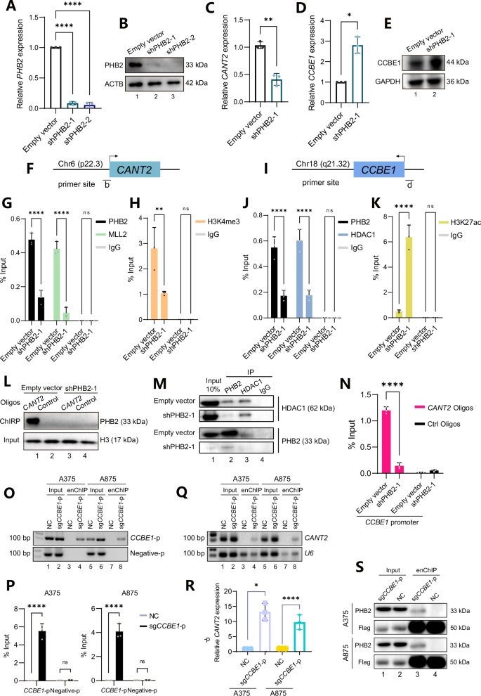 Fig. 7: PHB2 governs the transcription of both CANT2 and CCBE1 during tumorigenesis.