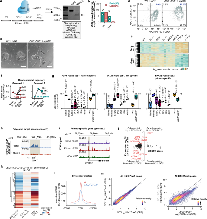 Fig. 2: Role of ZIC2 and ZIC3 in maintaining integrity of primed hESCs.