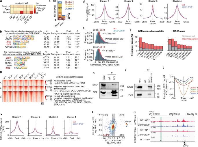 Fig. 3: ZIC2 and ZIC3 maintain BRG1-dependent chromatin accessibility over primed hESC-specific enhancers.