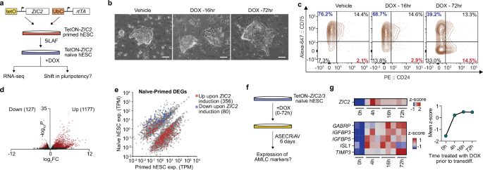 Fig. 4: ZIC2 facilitates exit from naïve pluripotency.