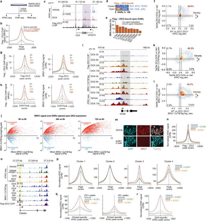 Fig. 5: SWI/SNF acts downstream of ZIC factors in opening primed hESC-specific enhancers.