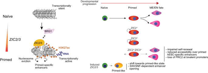 Fig. 7: Illustration of critical findings of this study.