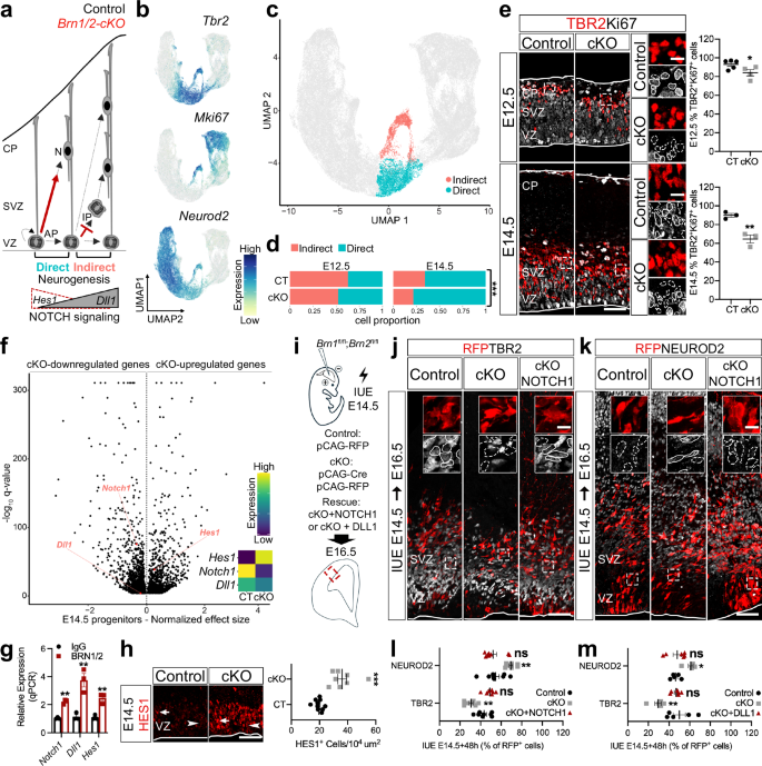 Fig. 3: BRN1/2 regulate the switch from direct to indirect neurogenesis via NOTCH signaling.