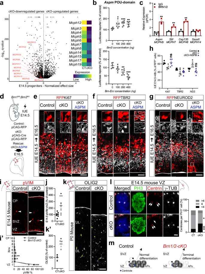 Fig. 4: BRN1/2 are required for the expression of microcephaly-associated genes and maintenance of the neuronal progenitor pool.