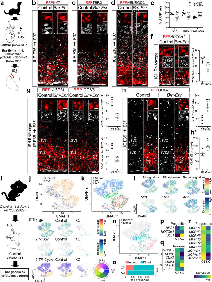 Fig. 5: BRN1/2 function is conserved across mammalian species.