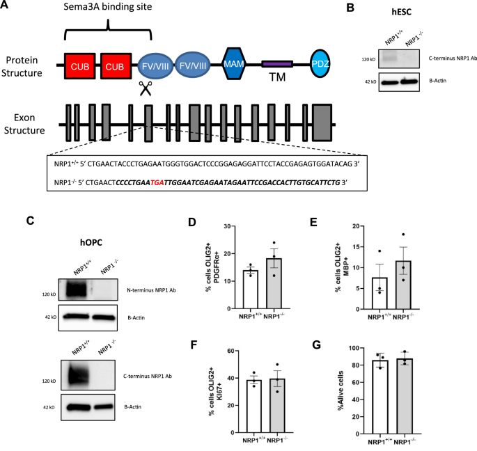 遺伝子編集細胞がMSの進行を止める可能性(Gene-edited cells could halt MS progression)