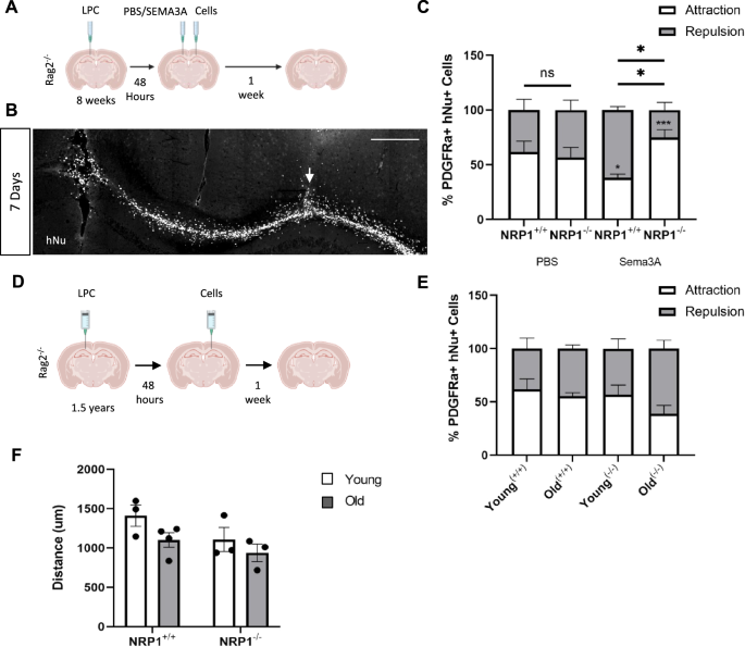 Fig. 3: NRP1−/− hOPCs migrate towards chronic lesions following transplantation.