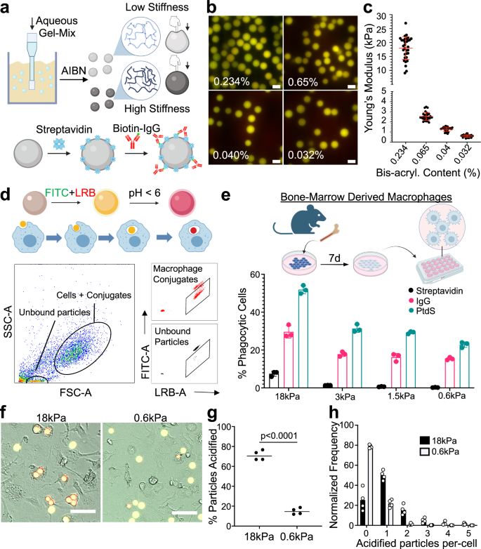 β2 integrins impose a mechanical checkpoint on macrophage