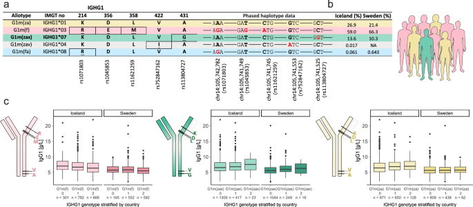 Fig. 1: Frequency of IgG1 allotypes in Iceland and Sweden and association with IgG1 levels.