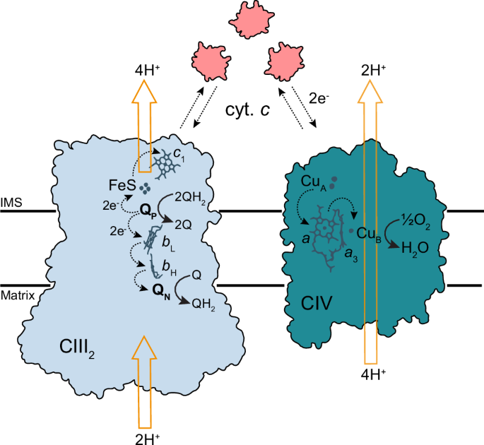 Fig. 1: Schematic view of electron and proton transfer by CIII2 and CIV.