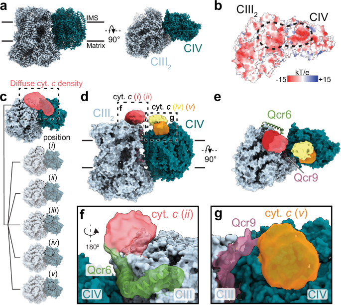 Fig. 4: Cryo-EM analysis.