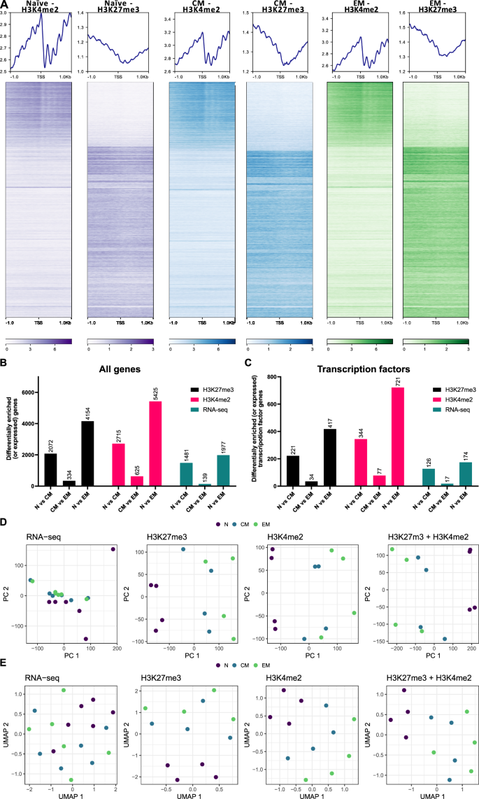 Fig. 1: Epigenomic analyses highlight greater differences between CD8 + T cell subsets than transcriptomic approaches.