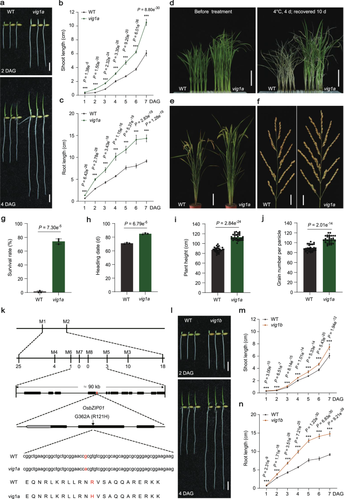 Fig. 1: Characterization of mutants vig1a and vig1b, and isolation of VIG1.