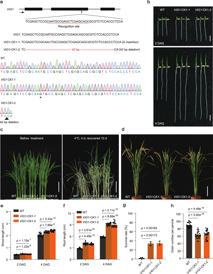 Fig. 2: VIG1-CK lines showed increased seedling vigor and chilling tolerance, but decreased grain yield.
