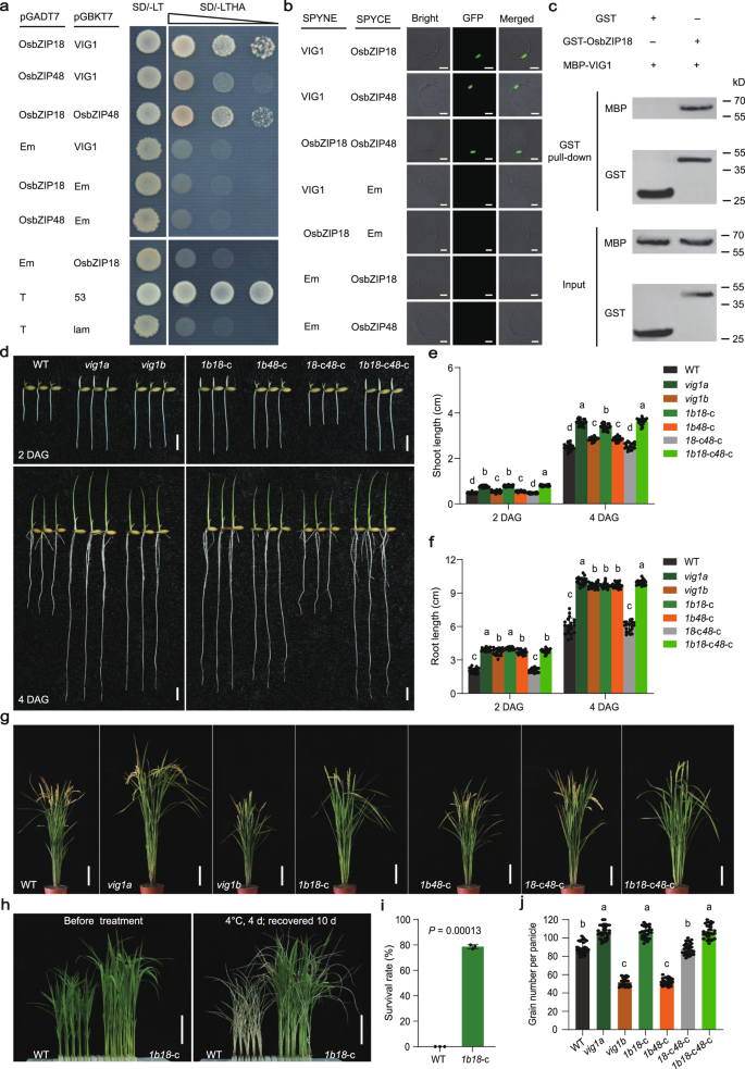 Fig. 3: VIG1 regulates seedling vigor, chilling tolerance and grain number per panicle via the interaction with OsbZIP18.