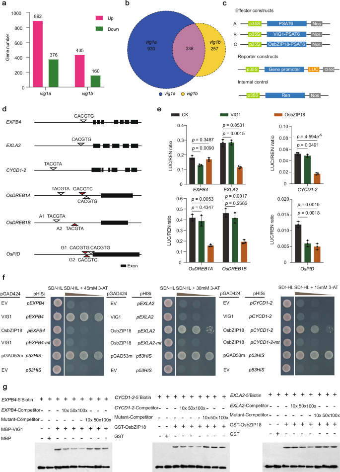 Fig. 5: VIG1 functions with OsbZIP18 in repressing downstream genes connected with cell expansion, cell division, chilling tolerance, and grain number per panicle.