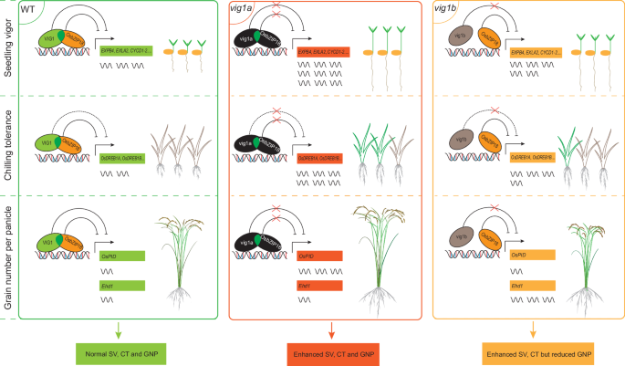 Fig. 7: A working model of VIG1 and OsbZIP18 mediated seedling vigor, chilling tolerance, and grain number per panicle.