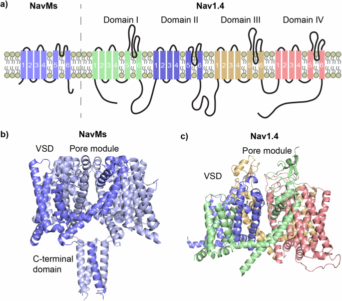 Fig. 1: Prokaryotic VGSCs are structurally simpler compared to eukaryotic VGSCs but share basic functional architecture.