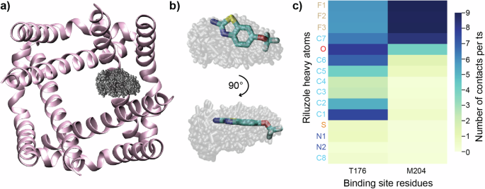 Fig. 4: MD simulation of riluzole with NavMs.