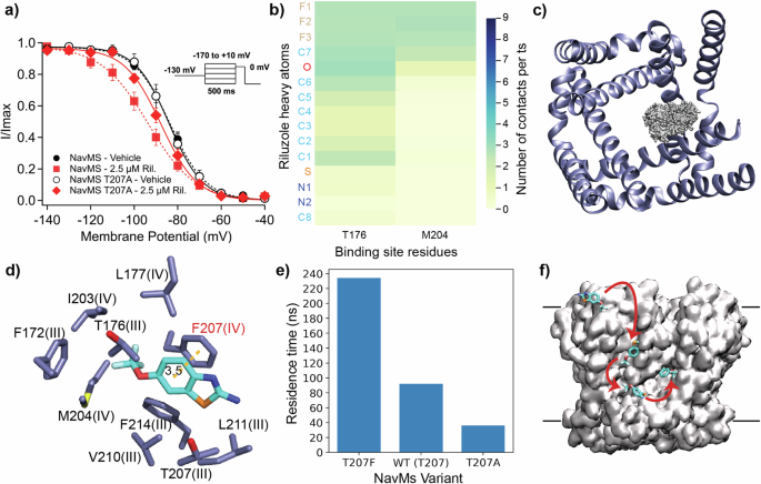 Fig. 5: Importance of the LA binding site for riluzole binding and action in NavMs and the overall mechanism of interaction.