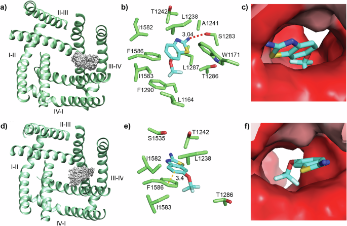 Fig. 6: MD simulation shows two riluzole binding sites in the hNav1.4 DIII-DIV fenestration.