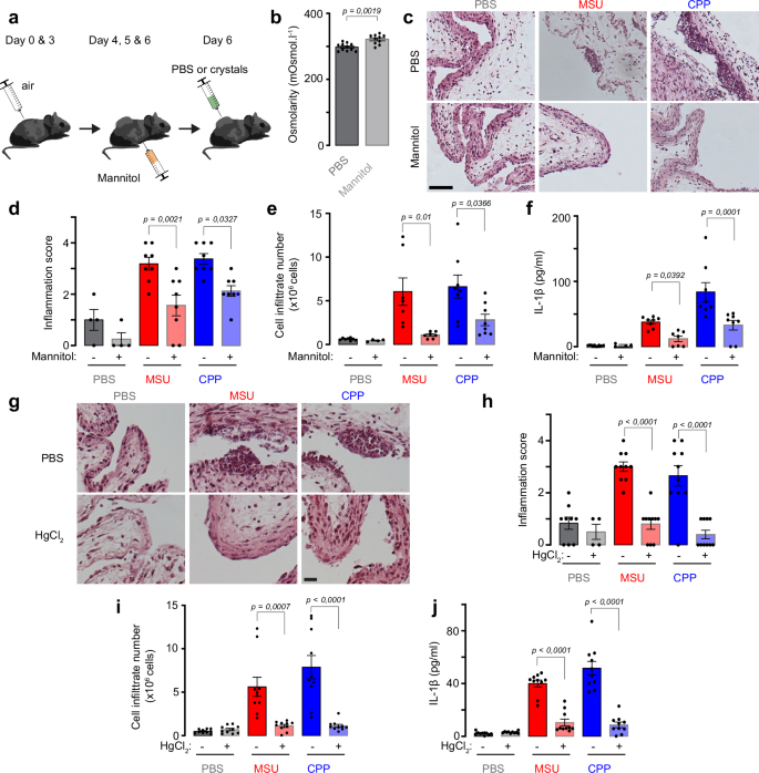 Fig. 2: Level of inflammation in in vivo microcrystal-induced mouse air pouch model depends on osmolarity and cell water flux.