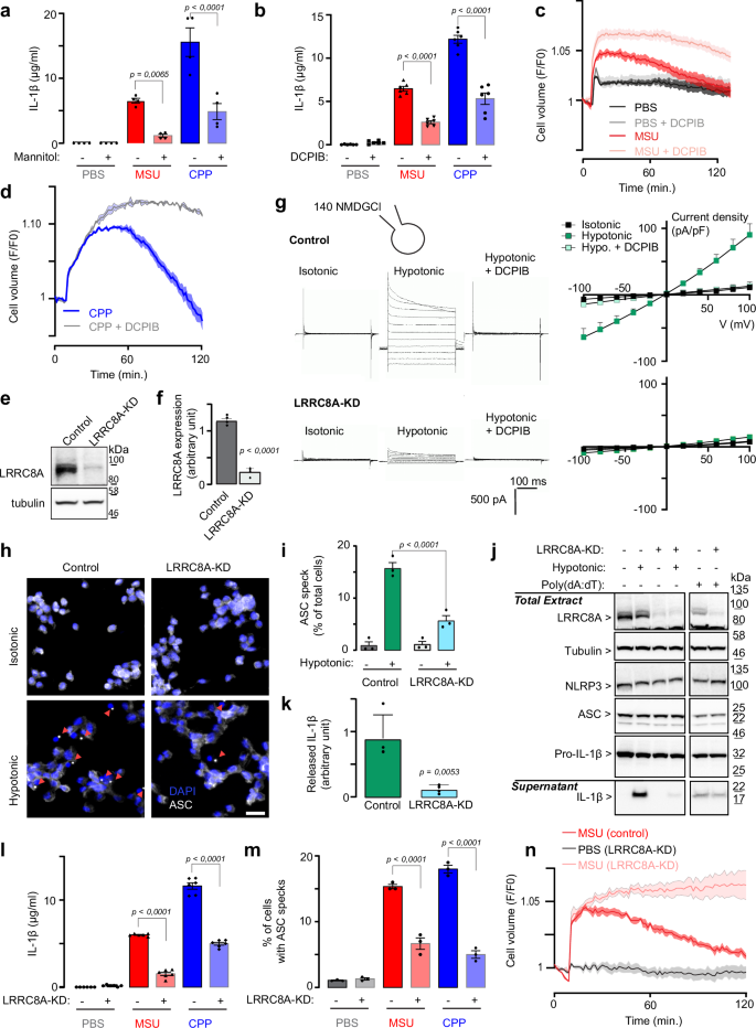 Fig. 3: LRRC8 channels mediate NLRP3 inflammasome activation and IL-1β secretion during crystal exposure in THP−1 macrophages.