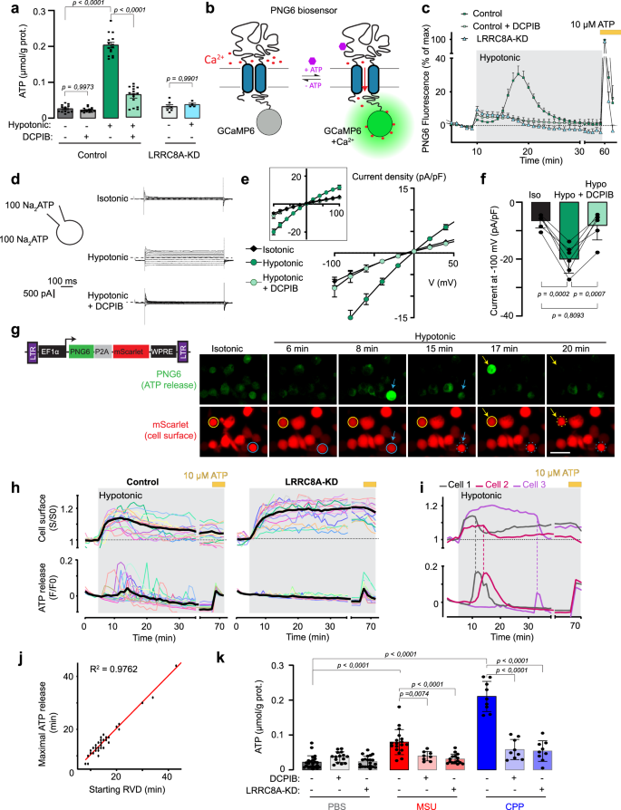 Fig. 5: Activation of LRRC8 mediates ATP release by THP-1 macrophages.
