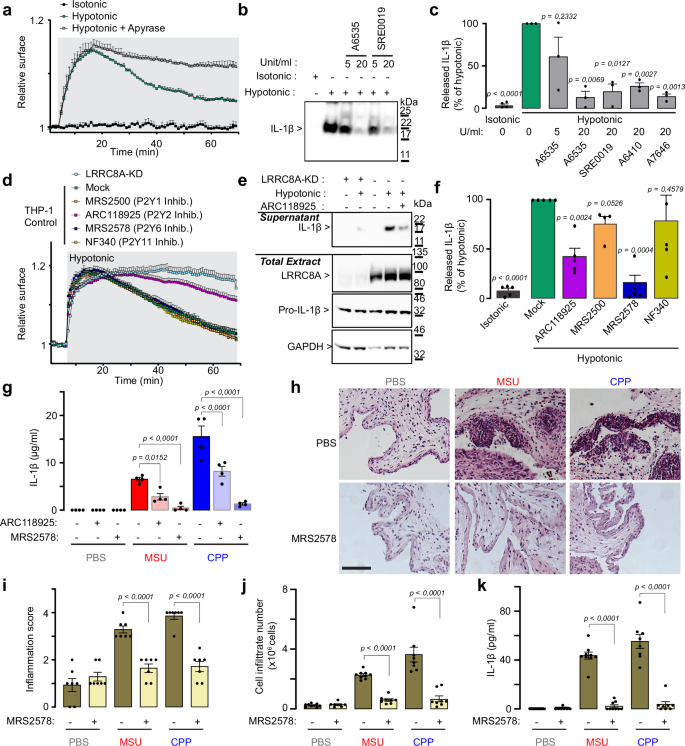 Fig. 6: LRRC8-evoked ATP release governs regulatory volume change and NLRP3 inflammasome activation via P2YR signaling.
