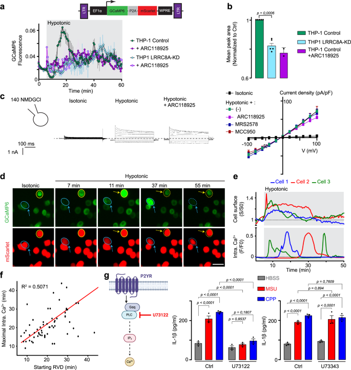 Fig. 7: Intracellular calcium signaling through P2YR is required for NLRP3 inflammasome activation.