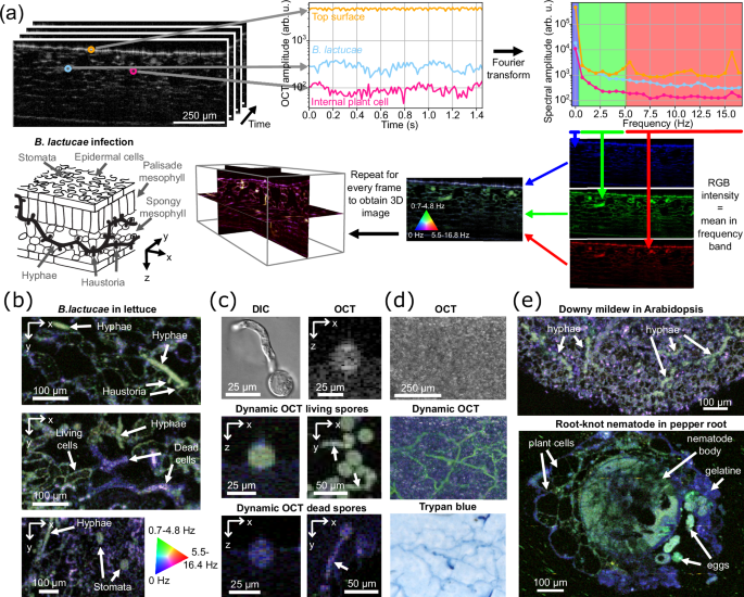 史上初、レタスの葉に付着した病原菌をリアルタイムで画像化(First-ever imaging of pathogens on lettuce leaves in real-time)