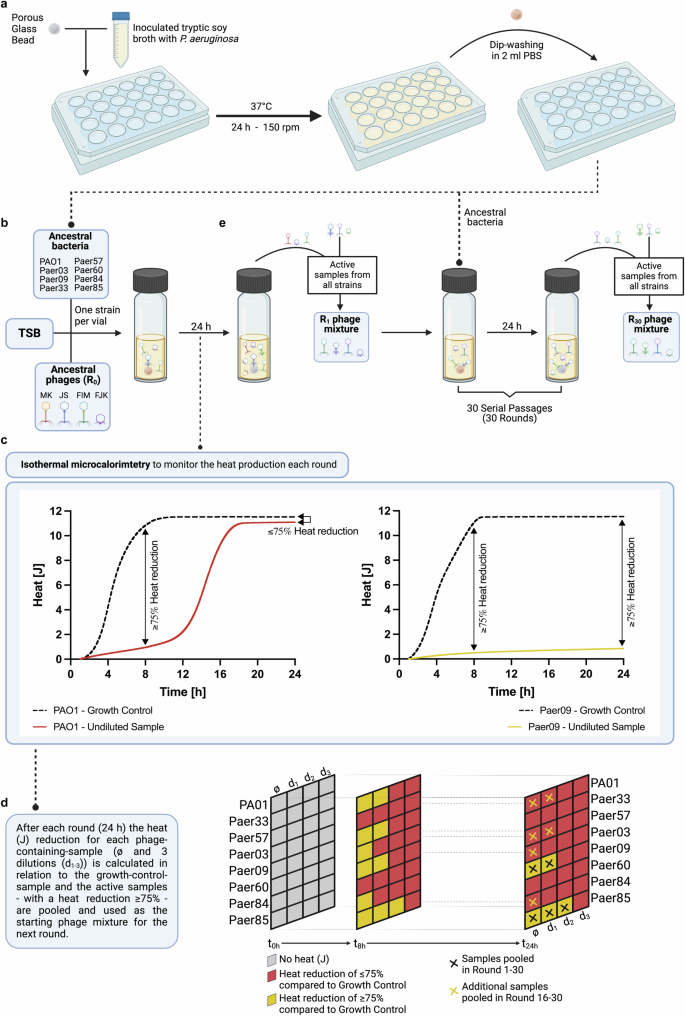 Fig. 1: Experimental design of the antibiofilm evolution assay.