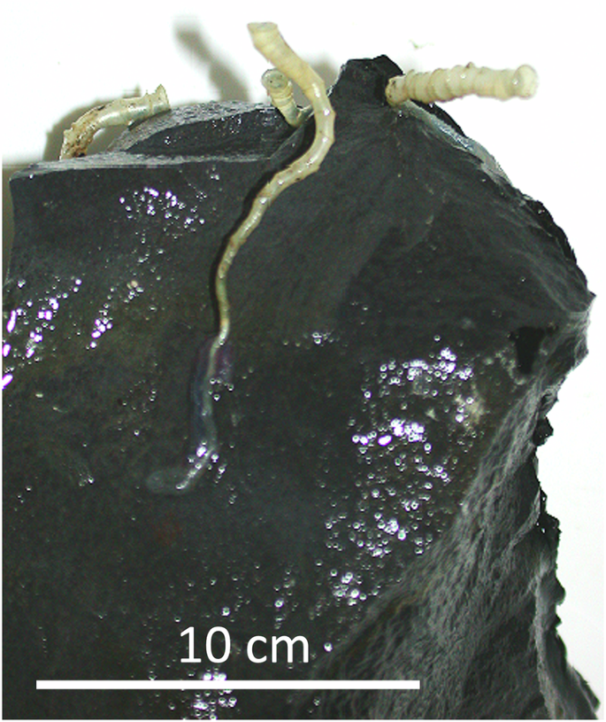 海底の動物(Animal life beneath the seafloor)