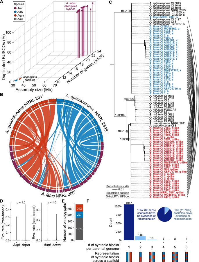 Fig. 1: Aspergillus latus originated from hybridization and parental subgenomes evolve at similar rates and remain distinct.