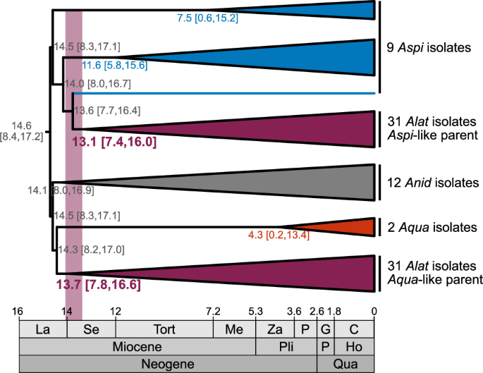 Fig. 2: The origin of A. latus in geologic time.