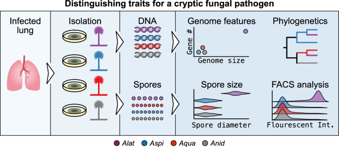 Fig. 5: Genomic and phenotypic traits that taxonomically distinguish A. latus from its close relatives.