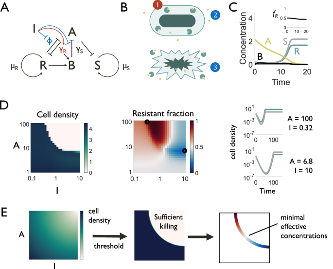 Fig. 2: Dynamics of mixed good beta-lactamase production in a heterogeneous population.