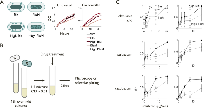 Fig. 4: Beta-lactam resistance is less selected for in strains with less private benefit.