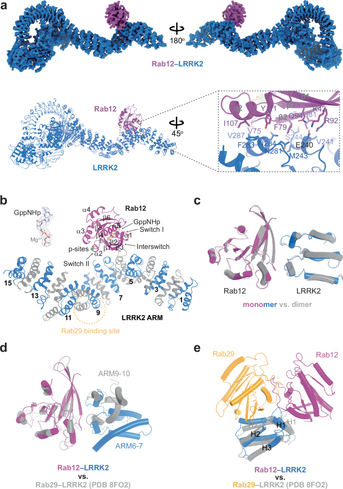 Fig. 1: Structural analysis of the RAB12-LRRK2 complex.