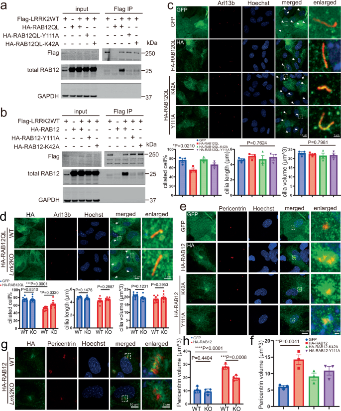 Fig. 4: Examination of the effect of RAB12-LRRK2 binding on cilia formation and centrosome homeostasis.