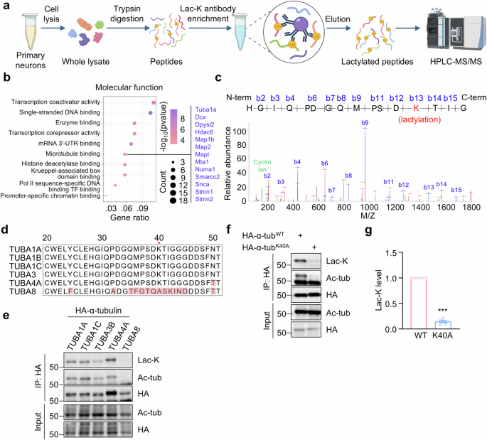 Fig. 1: Identification of α-tubulin lactylation on K40.