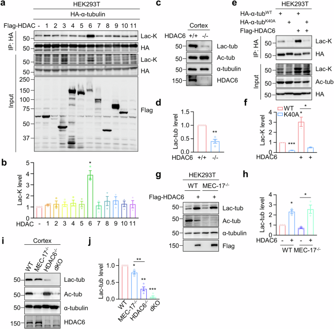 Fig. 2: Identification of HDAC6 as a primary lactyltransferase for α-tubulin lactylation.