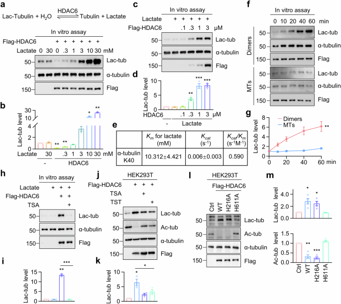 Fig. 3: HDAC6 catalyzes α-tubulin lactylation through a reversible reaction dependent on its deacetylase activity.